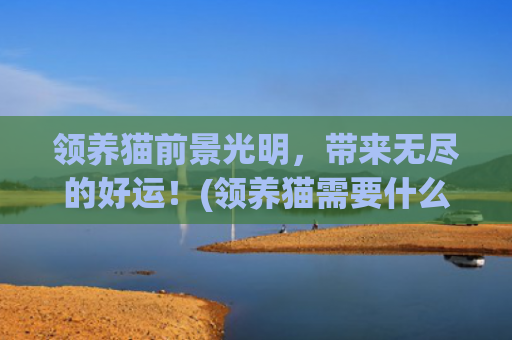 领养猫前景光明，带来无尽的好运！(领养猫需要什么条件)
