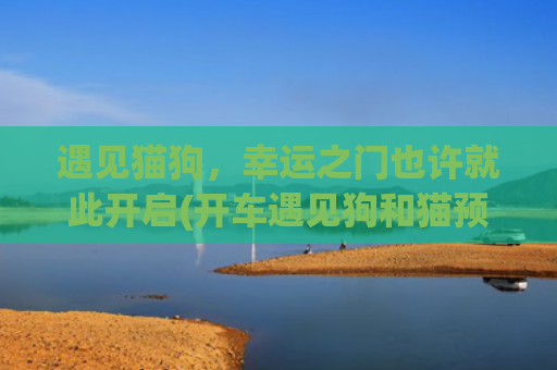 遇见猫狗，幸运之门也许就此开启(开车遇见狗和猫预示什么)