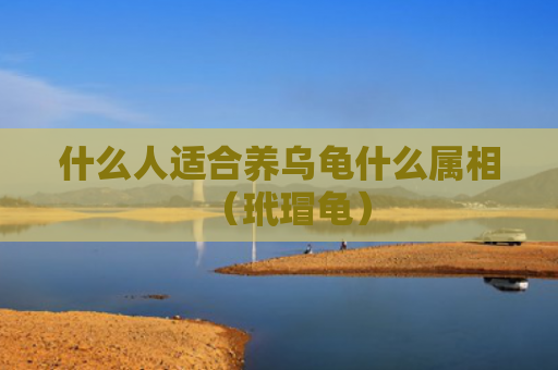 什么人适合养乌龟什么属相（玳瑁龟）