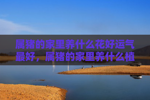 属猪的家里养什么花好运气最好，属猪的家里养什么植物最好