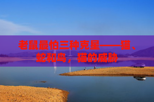 老鼠最怕三种克星——猫、蛇和鸟，猫的威胁