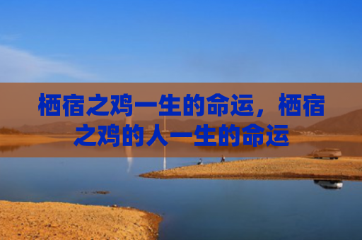 栖宿之鸡一生的命运，栖宿之鸡的人一生的命运