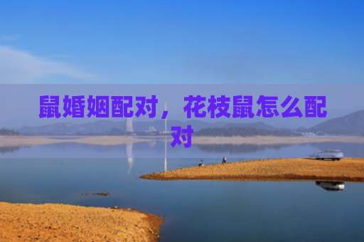 鼠婚姻配对，花枝鼠怎么配对