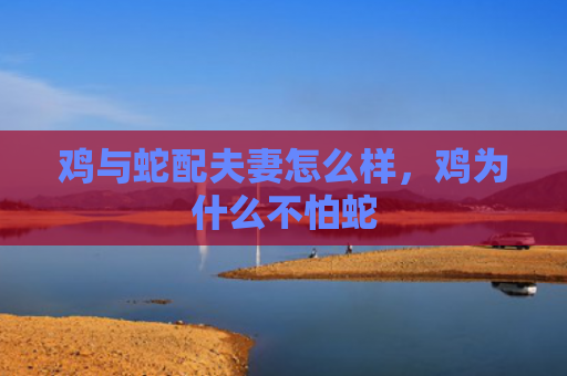 鸡与蛇配夫妻怎么样，鸡为什么不怕蛇