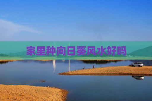 家里种向日葵风水好吗
