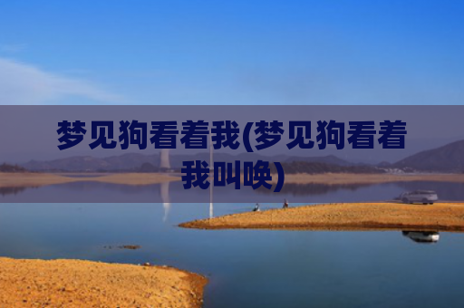 梦见狗看着我(梦见狗看着我叫唤)