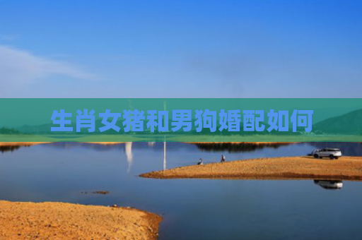 生肖女猪和男狗婚配如何