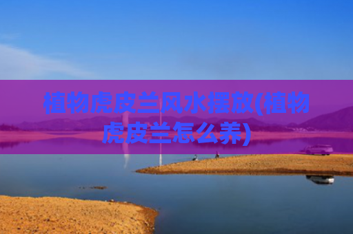 植物虎皮兰风水摆放(植物虎皮兰怎么养)